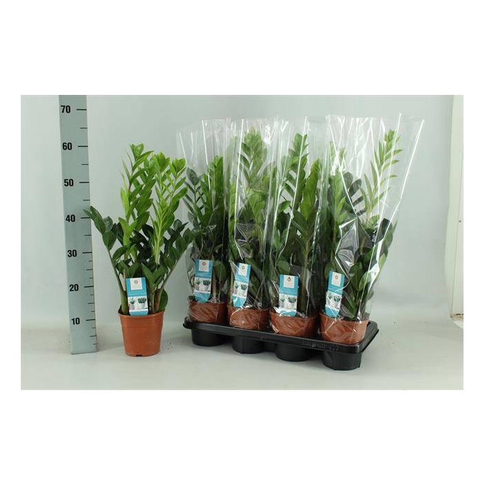 <h4>Zamioculcas zamifolia 14Ø 65cm 5st</h4>