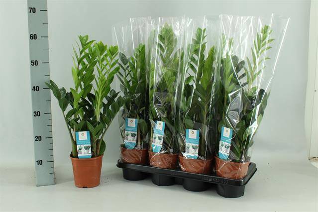 Zamioculcas zamifolia 14Ø 65cm 5st