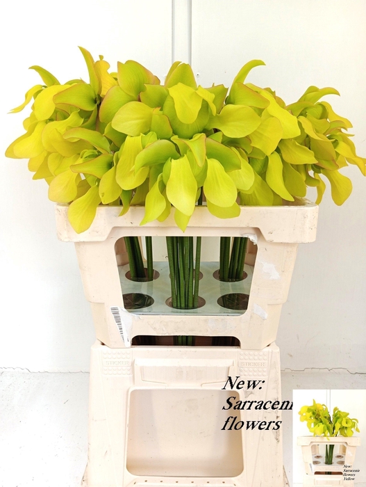 <h4>SARRACENIA OV</h4>