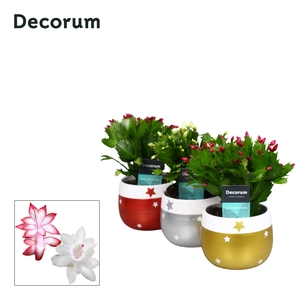 Schlumbergera 10,5 cm - Christmas Star Red-White - Decorum