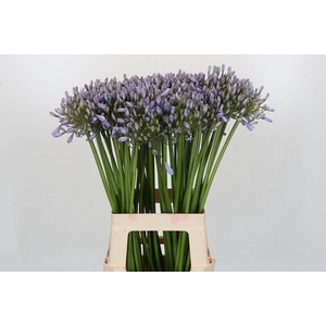 Agapanthus Silberpfeil
