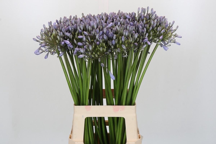 <h4>Agapanthus Silberpfeil</h4>