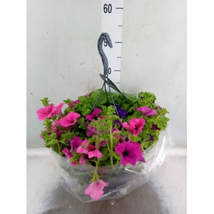 Petunia  'Surfinia'   ...
