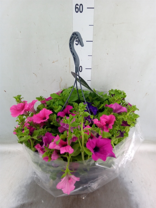 <h4>Petunia  'Surfinia'   ...</h4>