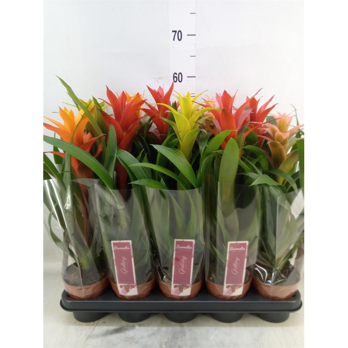 <h4>Guzmania   ...mix</h4>