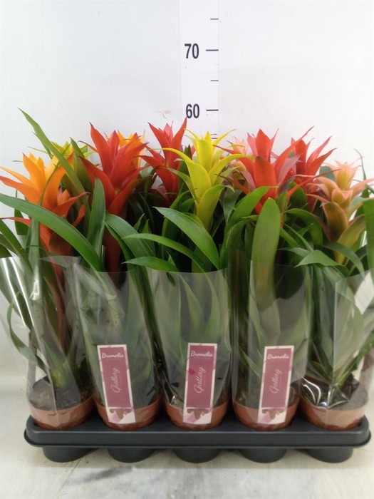 <h4>Guzmania   ...mix</h4>