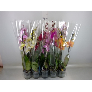 Phalaenopsis   ...mix  5