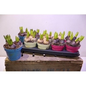 arr8 Hyacin Gem 3 Kl