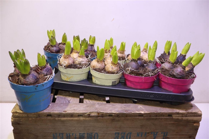 <h4>arr8 Hyacin Gem 3 Kl</h4>