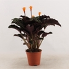 Calathea Ornata