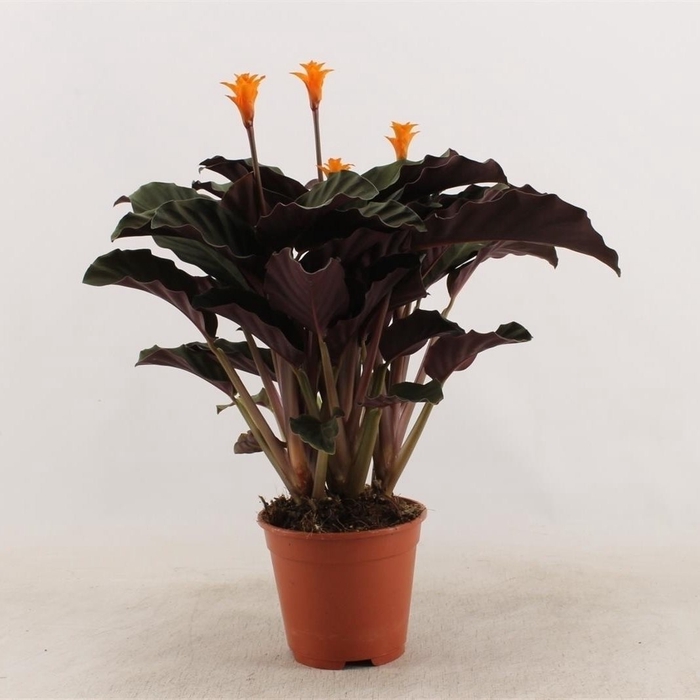 Calathea Ornata
