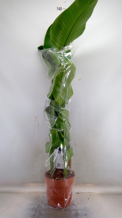 <h4>Strelitzia nicolai</h4>