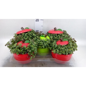 Arr.   Kamerplant Groen L%