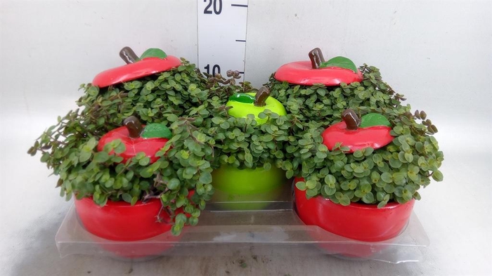 <h4>Arr.   Kamerplant Groen L%</h4>