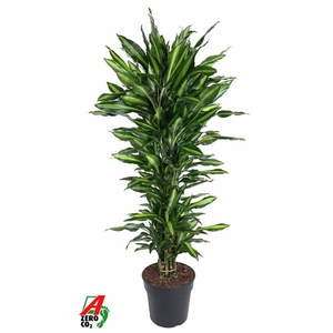 Dracaena fragrans Cintho