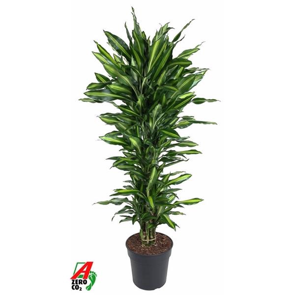 <h4>Dracaena fragrans Cintho</h4>