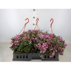 Tradescantia flum. 'Quadricolor'