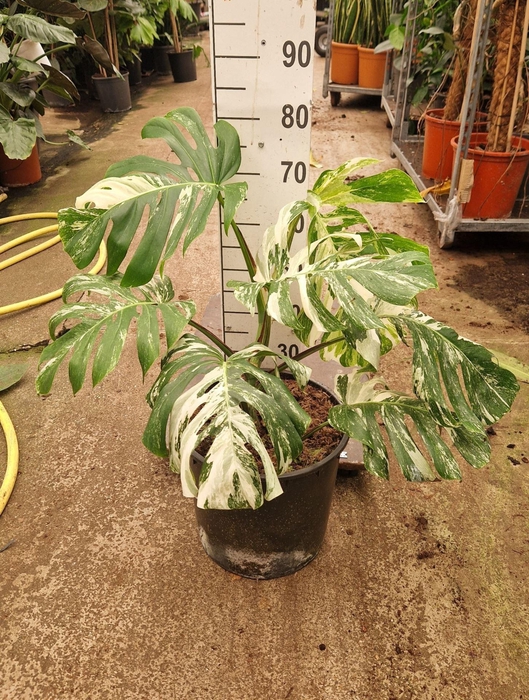 <h4>Monstera Variegata</h4>