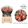 TU EN RED BLUSH