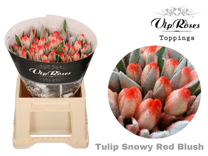 TU EN RED BLUSH