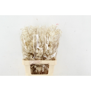 DF LUNARIA SILVERLEAF BS 070CM