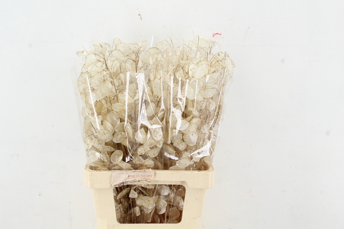 <h4>DF LUNARIA SILVERLEAF BS 070CM</h4>