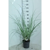 Cortaderia selloana Pumila