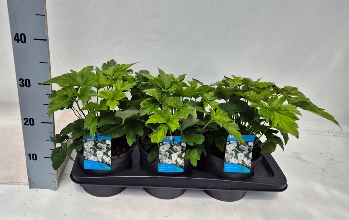 <h4>Anemone x hybrida Honorine Jobert</h4>