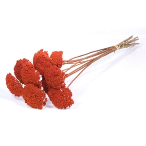 Achillea Parker Burnt Orange