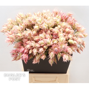Serruria Ayoba Satin Star 6 PLUS BLOEMEN