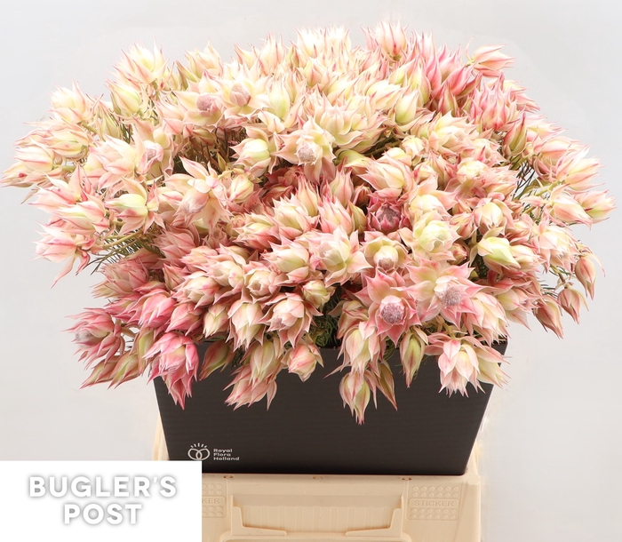 <h4>Serruria Ayoba Satin Star 6 PLUS BLOEMEN</h4>