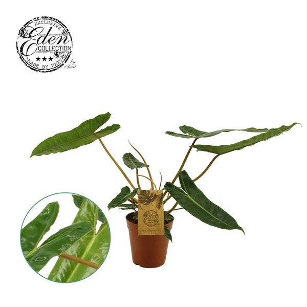 Philodendron Billetiae 15cm