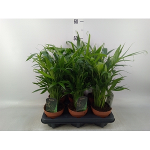 Chamaedorea cataractarum