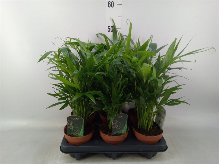 <h4>Chamaedorea cataractarum</h4>