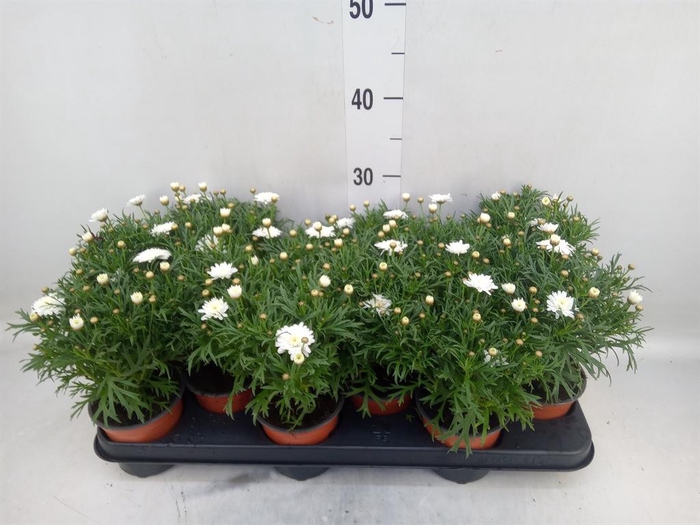 <h4>Argyranthemum   ...</h4>