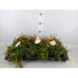 Peperomia  'Pepperspot'