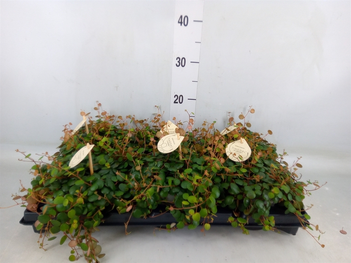 <h4>Peperomia  'Pepperspot'</h4>