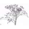 Limonium Safora Dark Blue Marginpar