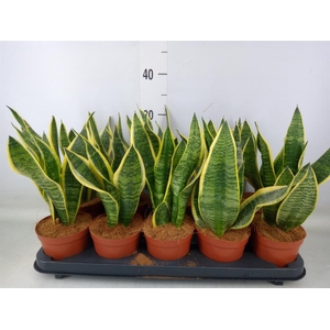 Sansevieria trifa. 'Futura Superba'