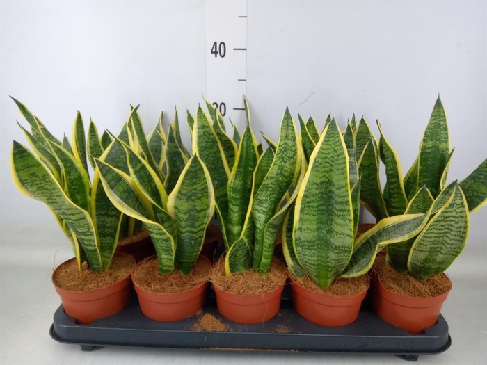 <h4>Sansevieria trifa. 'Futura Superba'</h4>