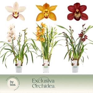 Cymbidium, Mix 3-spike 'Exclusiva Orchidea'