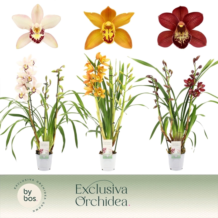 <h4>Cymbidium, Mix 3-spike 'Exclusiva Orchidea'</h4>