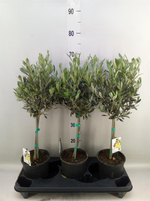 <h4>Olea europaea</h4>