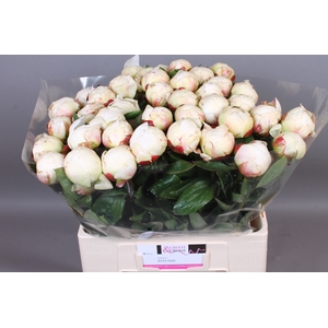 Paeonia Elsa Sass | XXL