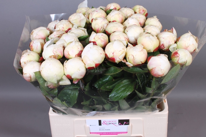 <h4>Paeonia Elsa Sass | XXL</h4>