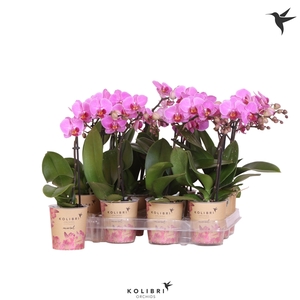 Kolibri Orchids Phalaenopsis Violet 1 spike