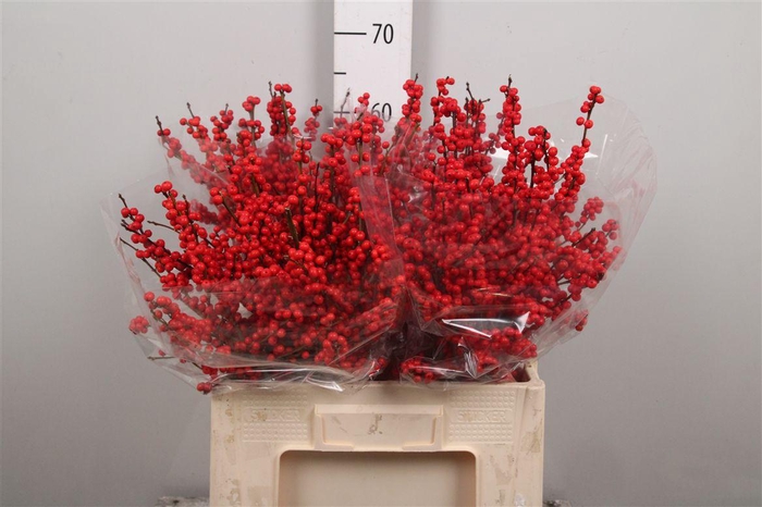 <h4>Ilex Ve Rode Bes</h4>