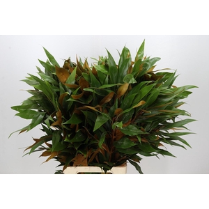Grevillea baileyana Gold