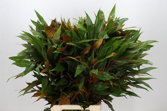 <h4>Grevillea baileyana Gold</h4>