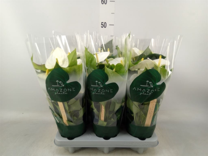 <h4>Anthurium andr. 'Samora'</h4>